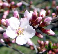 Nanking Cherry Blossom