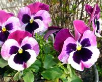 Pansies
