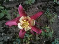 Columbine Columbine