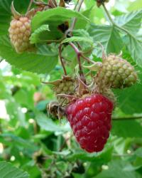 Raspberry